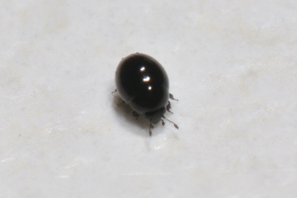 Sphaeriusidae:  Sphaerius acaroides